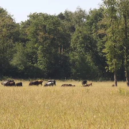 Vosseven 32 Geelgors Vakantiehuis Stramproy