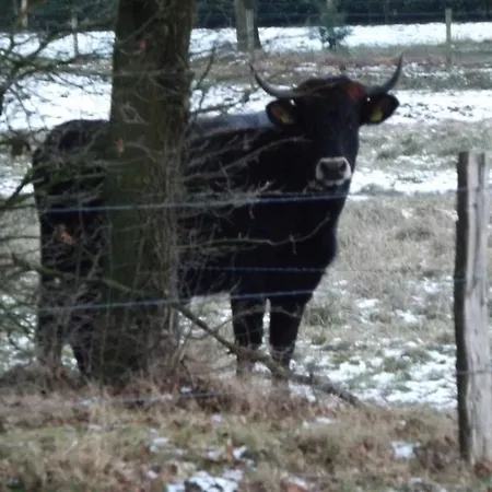 Vosseven 32 Geelgors Vakantiehuis Stramproy