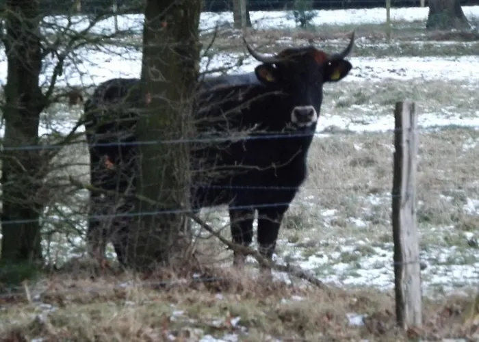 Vosseven 32 Geelgors بيت للعطل Stramproy